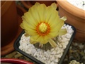 astrophytum